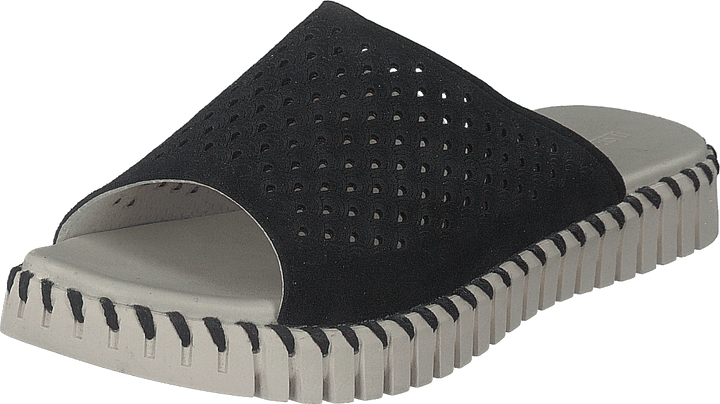 Tulip1375 Negro
