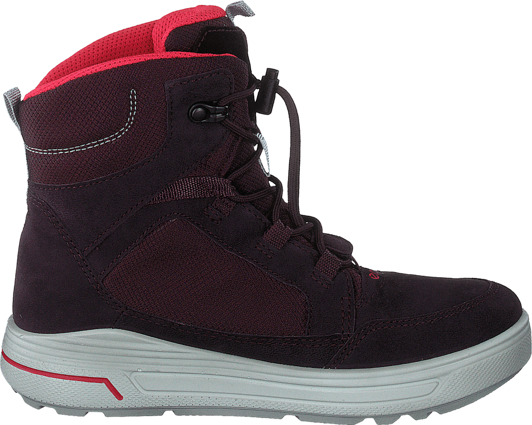 Ecco Urban Snowboarder Figue/baie de thé