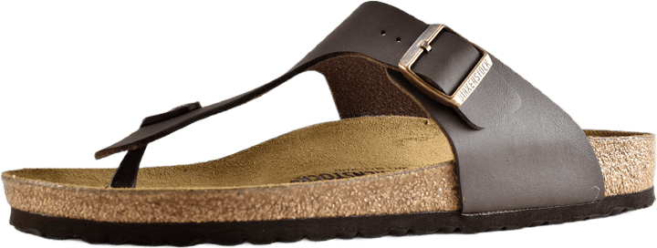 Ramses (normal) Brown