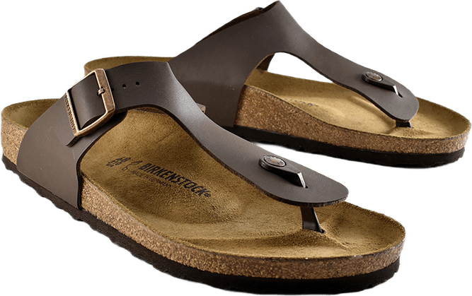 Ramses (normal) Brown